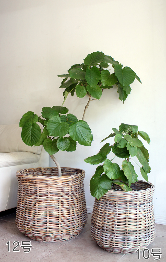 藤、ラタンプランターカバー